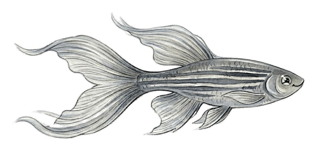 Turbo the zebrafish, smiling and swimming